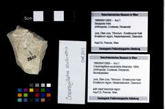 Foto (Objekt + Etikett) von Cracensigillatus acutirostris (Moericke, 1889)  (NHMW-GEO-1990-0041-2800)